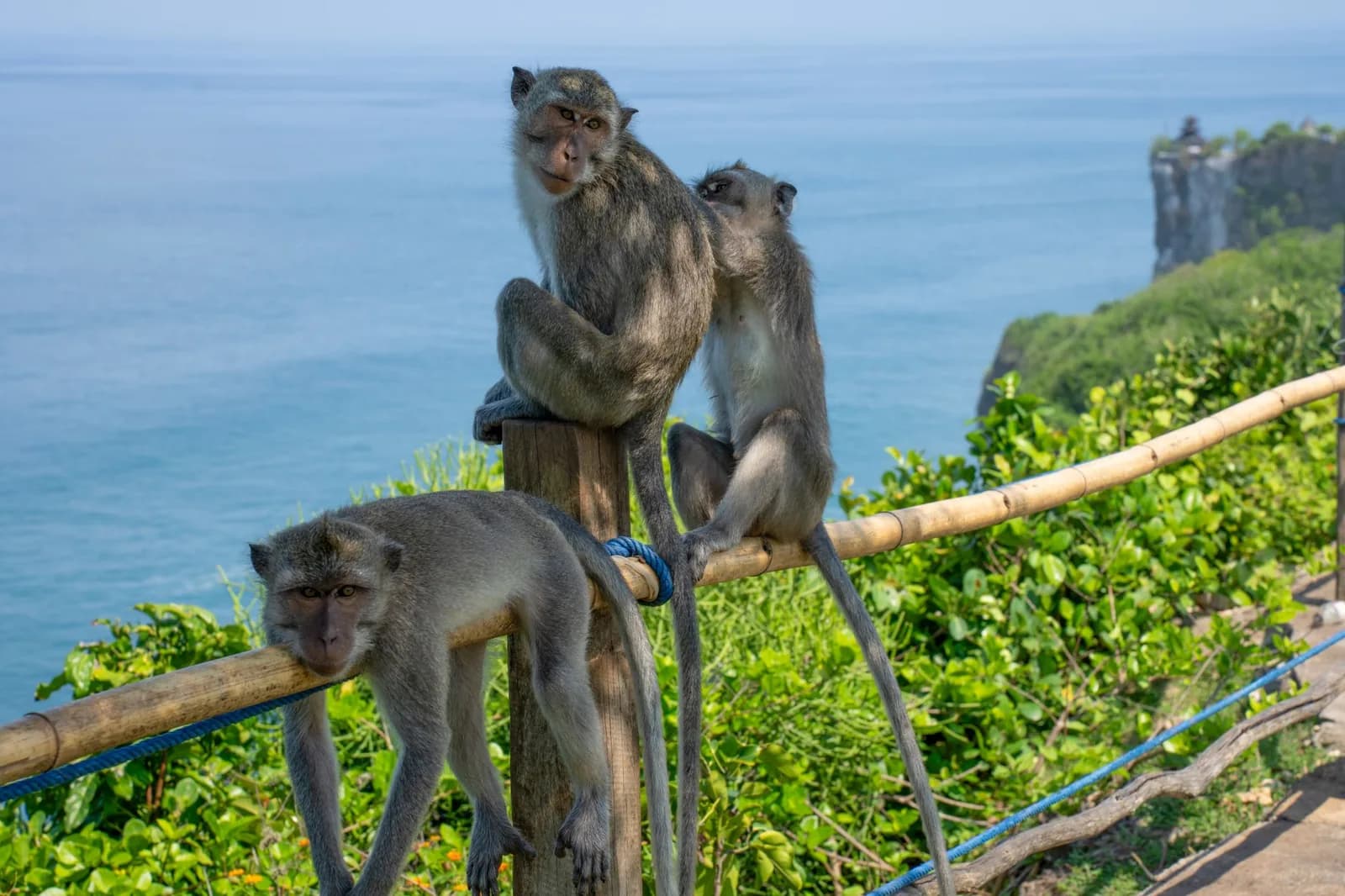 Three long-tailed macaques sitting on the bamboo railing of the cliff path at Uluwatu temple, Bali